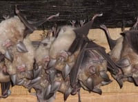 Future looking bright for Devon Greater Horseshoe Bat