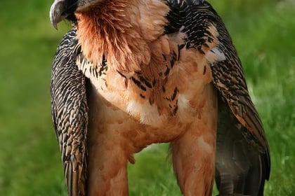 Brent birder spots huge bearded vulture near Shipley Bridge