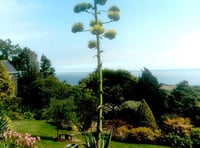 A rare plant is in flower in the South Hams