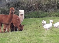 Alpacas moved after fire starts in workshop