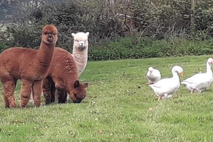 Alpacas moved after fire starts in workshop