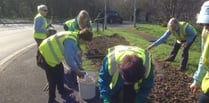 Kingsbridge In Bloom volunteers start summer planting ahead of judging