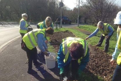 Kingsbridge In Bloom volunteers start summer planting ahead of judging