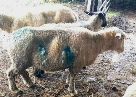 Dog owners urged to keep pets under control after spate of savage sheep attacks