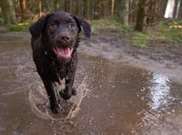 Alabama Rot: Vets confirm deadly case of the disease in Ivybridge