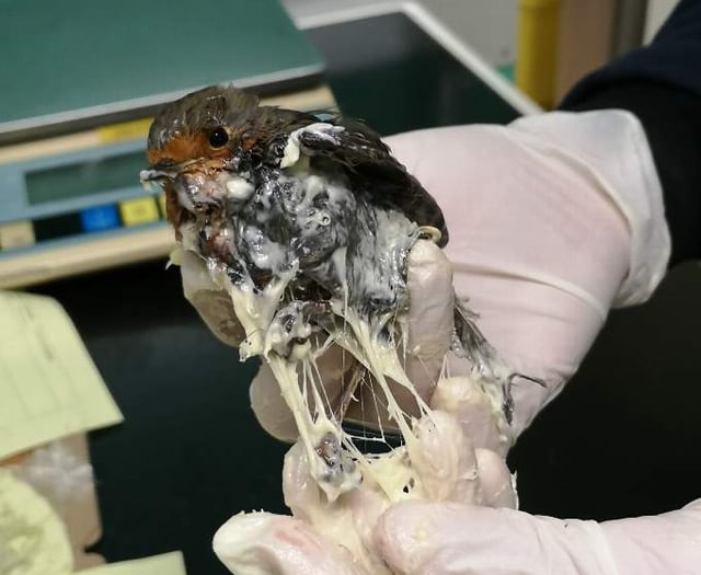 RSPCA hits out at glue traps