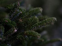 Where and how to dispose of those old Christmas trees