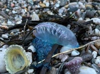 Poisonous Portuguese Man O'War found on South Hams Beaches