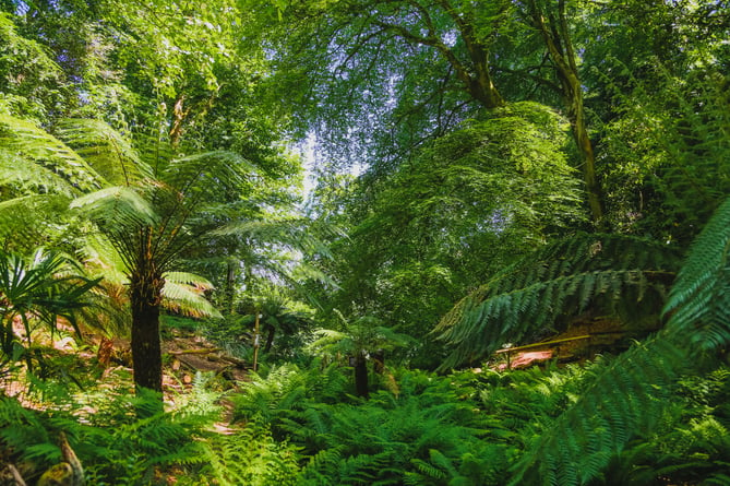 Canonteign Falls’ fernery. Photo: Emma Solley 