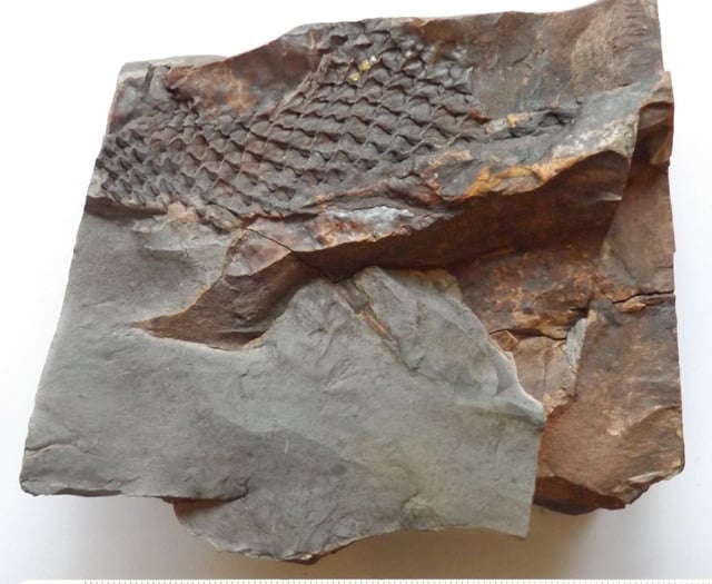 Rare 375 million-year-old fossil  unearthed in a South Hams garden