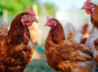 Bird flu: Chief Vet lifts Prevention Zone across the UK
