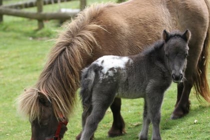 Dartmoor's Miniature Pony Centre closes