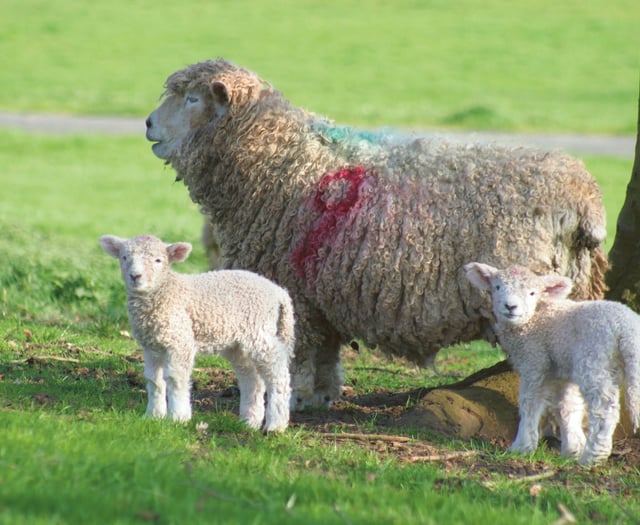 Increase of ‘livestock worrying’ incidents highlighted by Police
