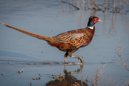 Pheasants now outnumber native birds