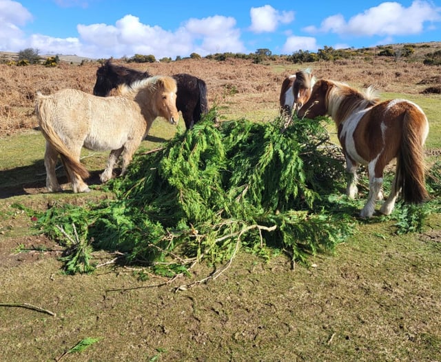 Warning over Dartmoor sheep and pony poisoning