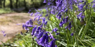 Bluebell weekend ahead