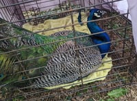 Houdini the peacock returns home