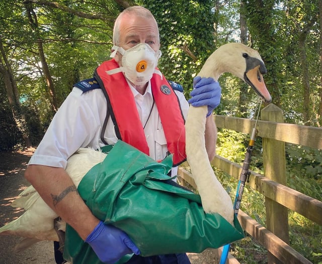 Swan rescue by RSPCA after hook caught in bill