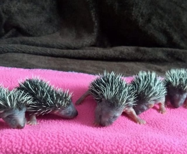 Open garden to help build hedgehog hospital