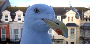 The town where feeding the gulls can get you fined