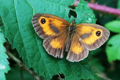 Get involved in the big butterfly count