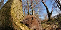 Mini-heat spike ahead could bring boost to soon-to-be hibernating hedgehogs