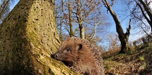 Mini-heat spike ahead could bring boost to soon-to-be hibernating hedgehogs