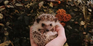 Coffee and cake to help hedgehogs in a pickle