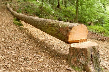 Illegal tree-feller fined thousands 