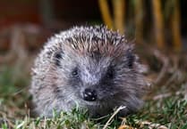 Hedgehog rescue charity urgently seeks volunteers