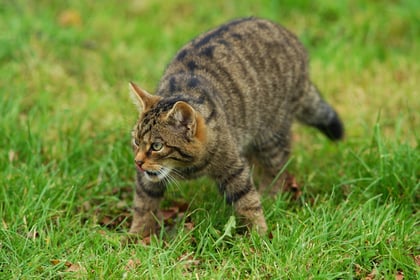 Is the wildcat set to make a comeback in Devon?