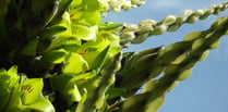 Rare plant is set to flower for first time in more than a decade