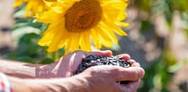 Sunflower competition launched for care residents