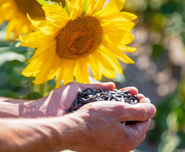 Sunflower competition launched for care residents