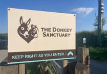 Donkey Sanctuary to Close Multiple Sites Due to Financial Challenges