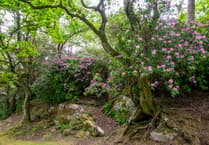 Don’t buy rhododendron as it’s destroying our native wildlife
