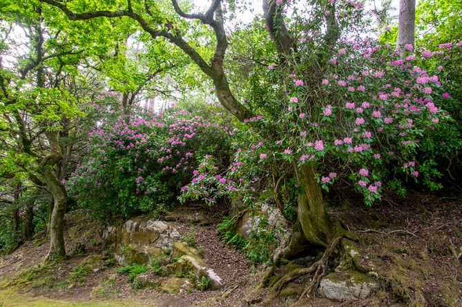 The Woodland Trust is urging people not to buy rhododendron ponticum this spring.
