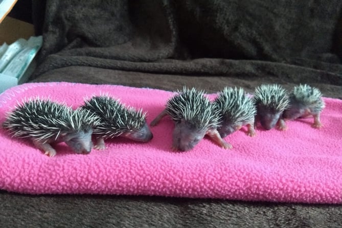 Nursing Hedgehogs - Prickles in a Pickle 