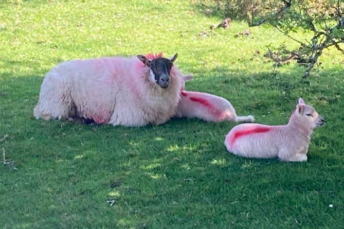A ewe relaxing with her two lambs