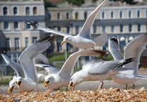 Top tips for dealing with gulls