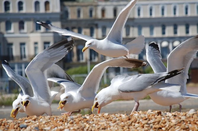Herring gulls scavenging for food on the beach. credit Birdfact.com