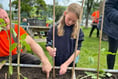 Children from Dartmouth Academy join sunflower growing challenge