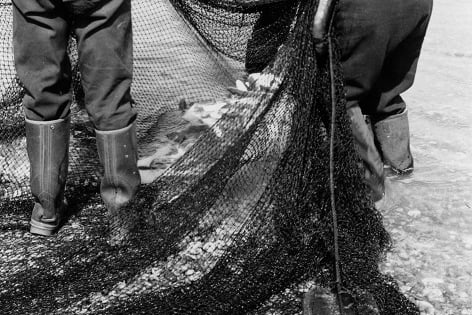 Close up of grey mullet caught by seine net spread on beach below Trouts Hotel, Hallsands 06.05.1940. Fishermen holding the net at the edge of the water.