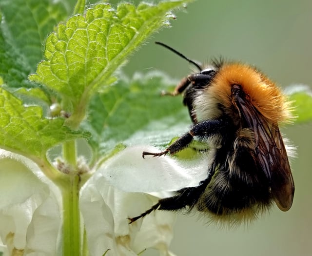 Funds available for community wildlife initiatives in the South Hams