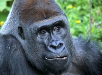 Oldest silverback gorilla in UK dies in Devon zoo