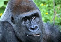 Oldest silverback gorilla in UK dies in Paignton following undisclosed illness