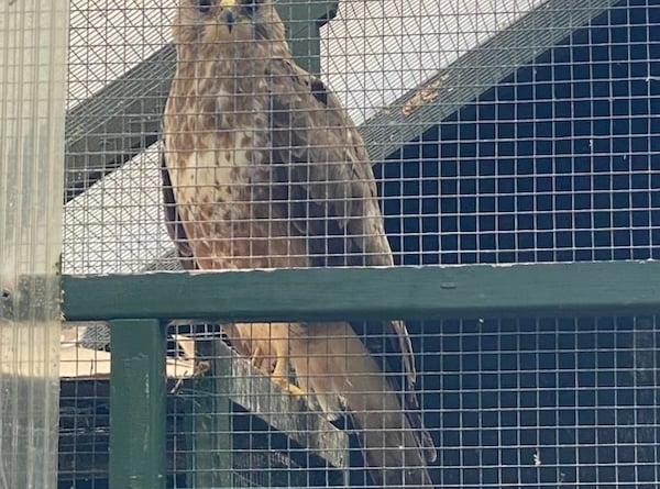 Alls well that ends well. The buzzard after his ordeal