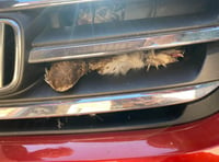 Buzzard’s lucky escape