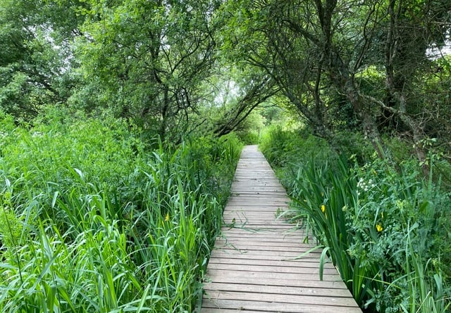 Water dropwort and irises flowering by boardwalk