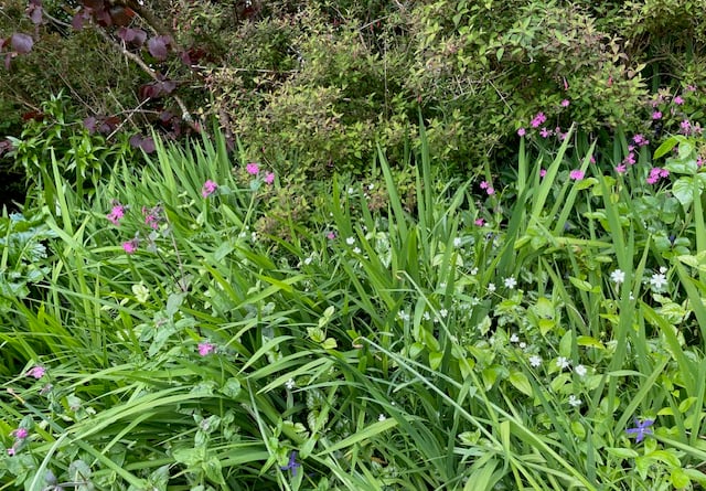 Red campion and stitchwort - Mike Hitch 